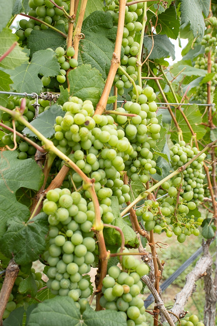 Vinha de uvas verdes