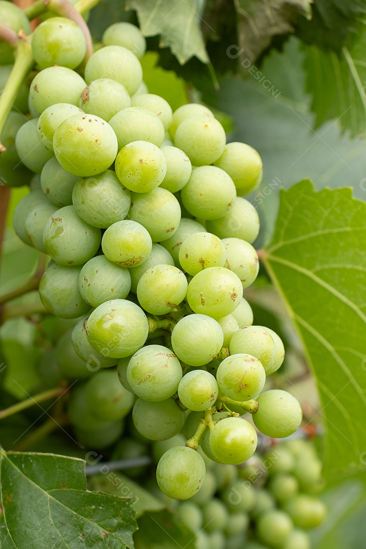 Cachos de uvas verdes