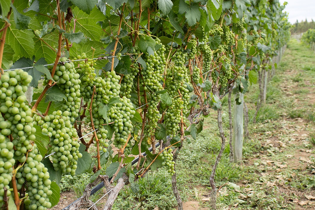 Cachos de uvas verdes em plantação