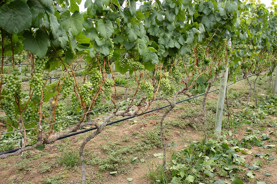 Plantação de uvas verdes