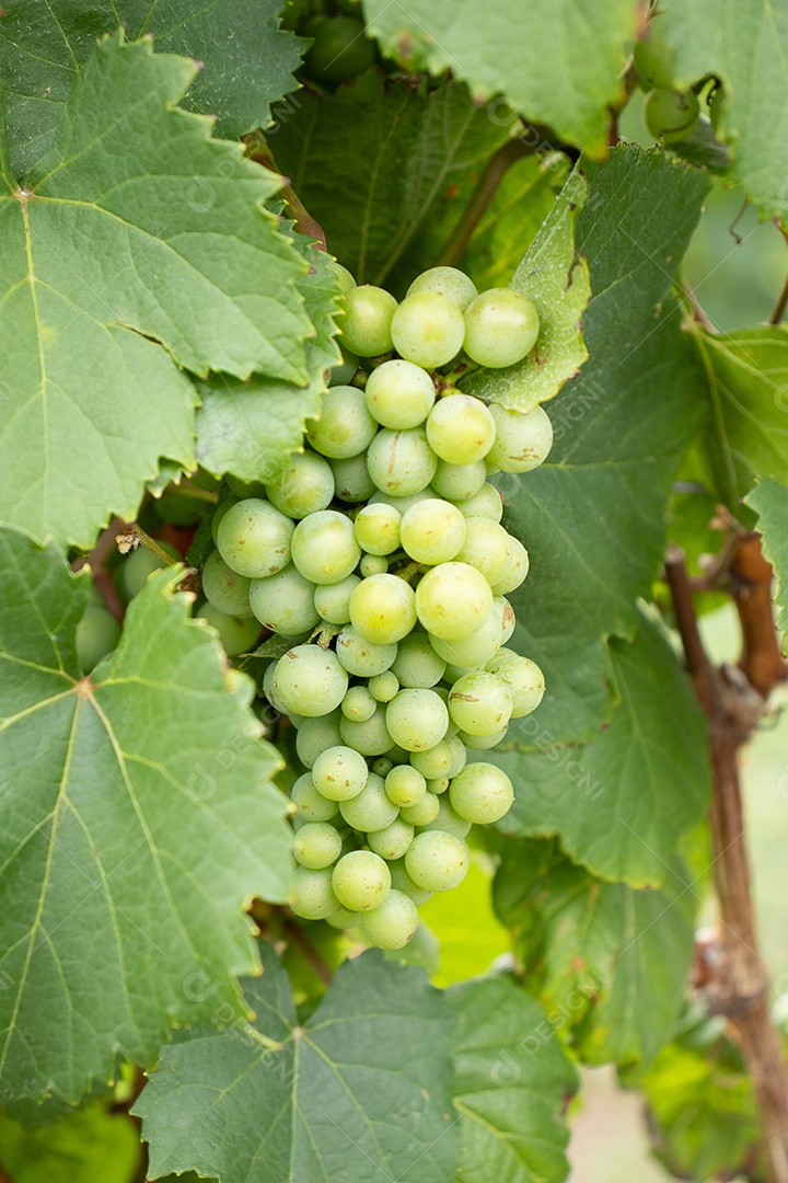 Cachos de uvas em plantação