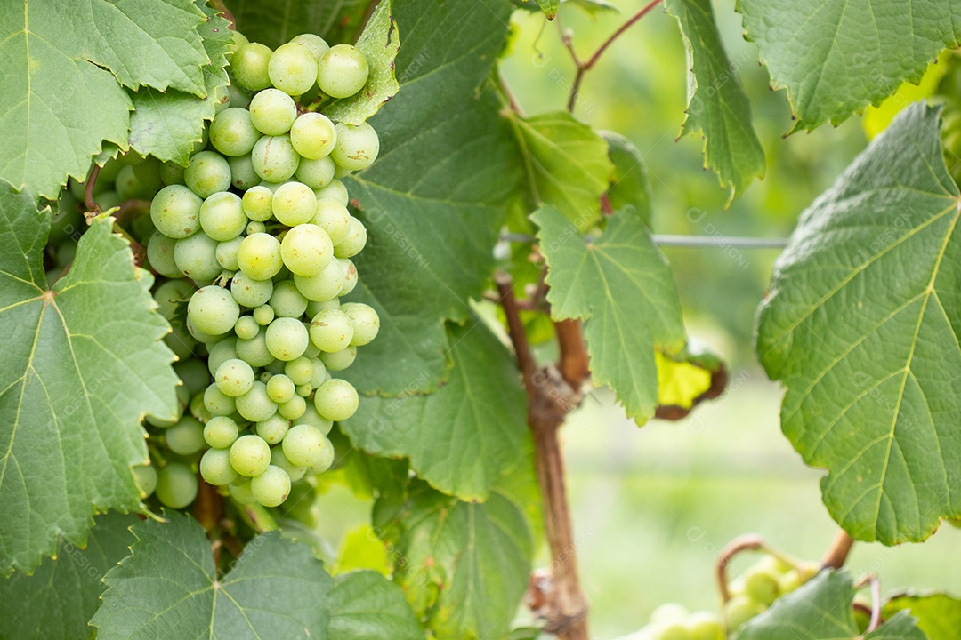 Vários cachos de uvas verdes na vinha