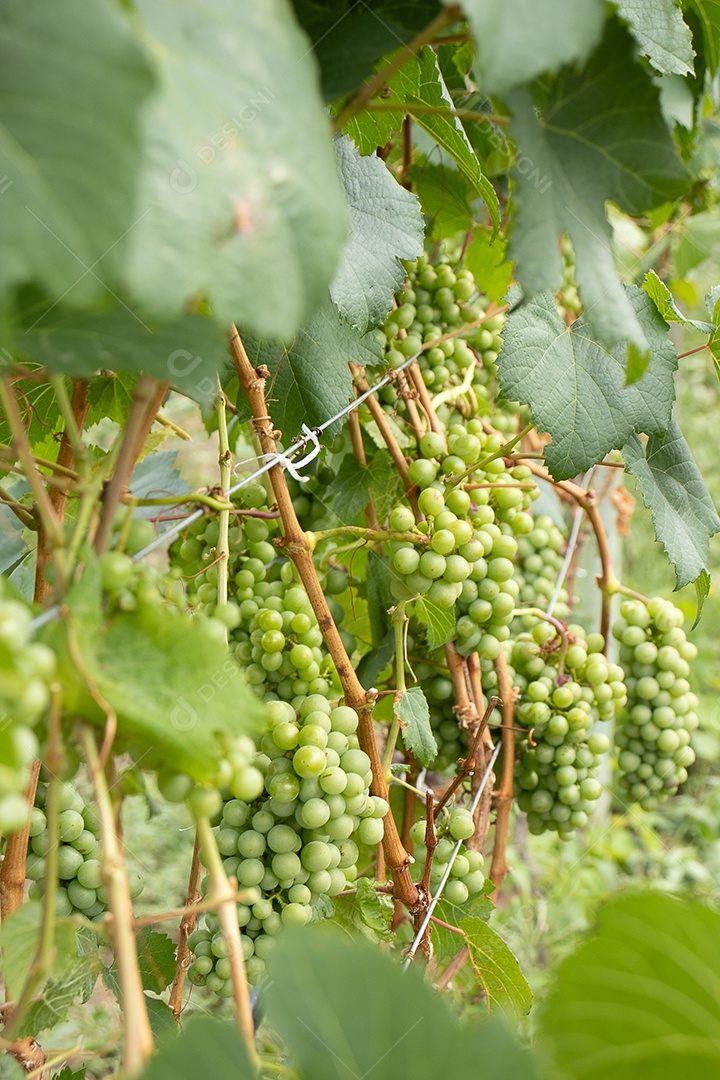 Plantação de uvas verdes