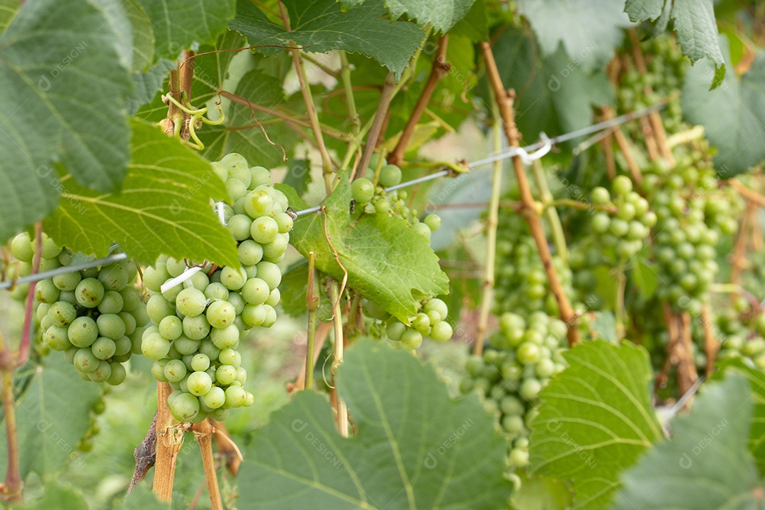 Plantação de uvas de verdes