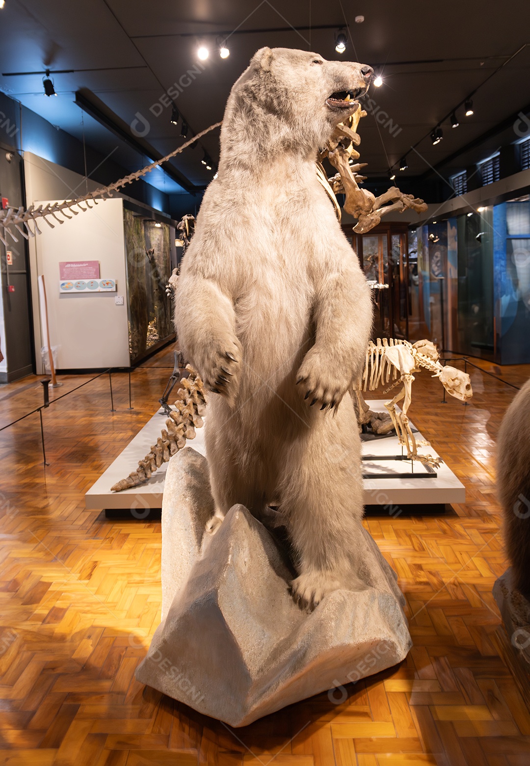 Urso polar no Museu de Zoologia de São Paulo