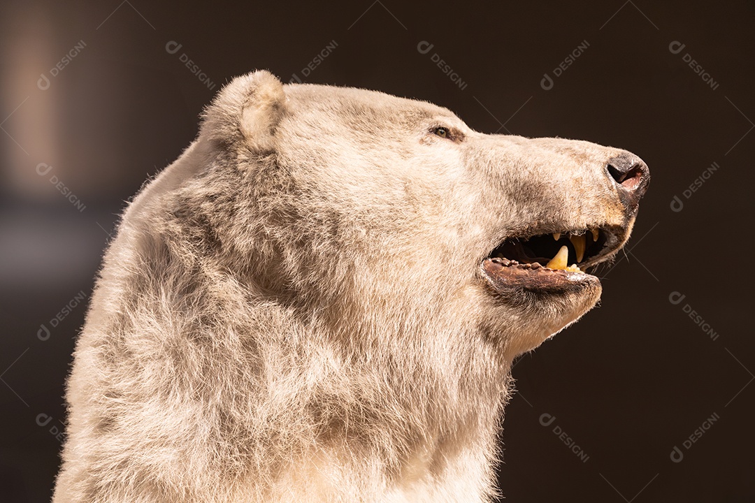 Urso polar no Museu de Zoologia de São Paulo