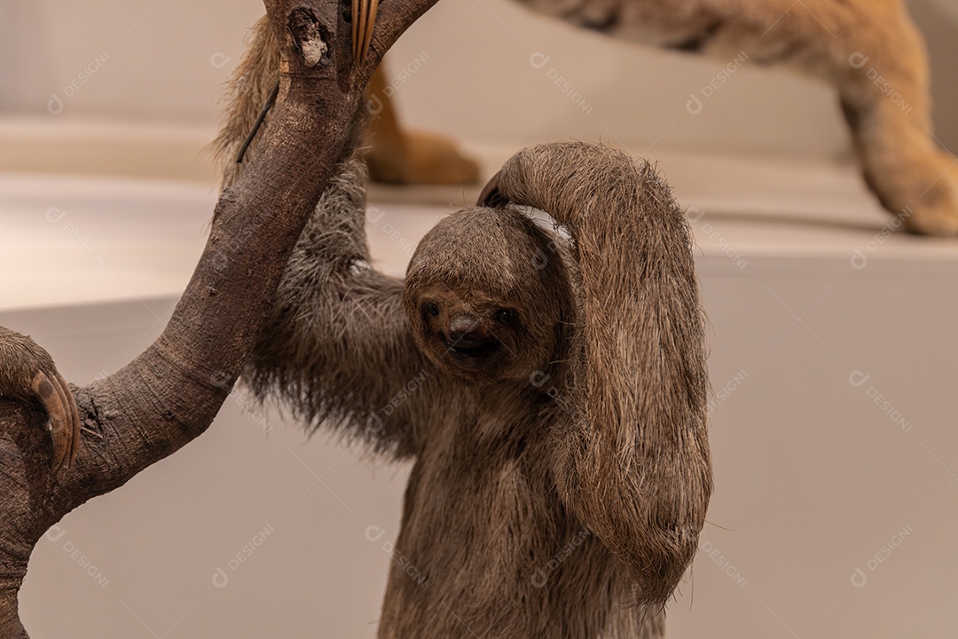 Preguiça no Museu de Zoologia de São Paulo