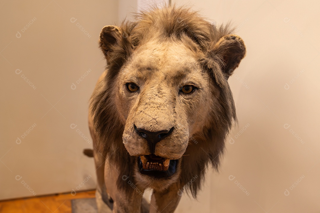 Leão no Museu de Zoologia de São Paulo
