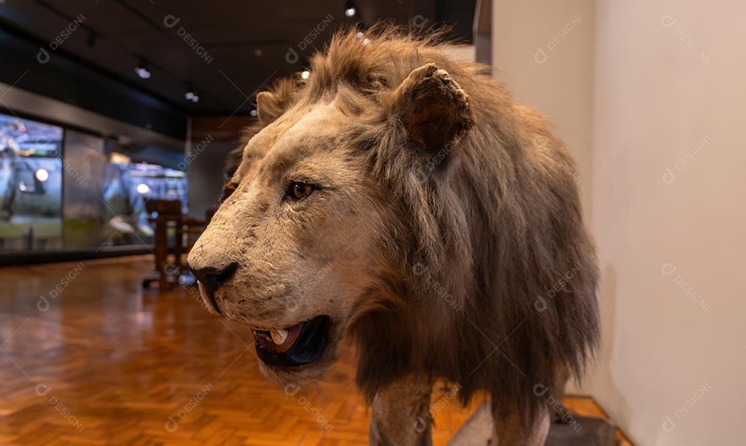 Leão no Museu de Zoologia de São Paulo