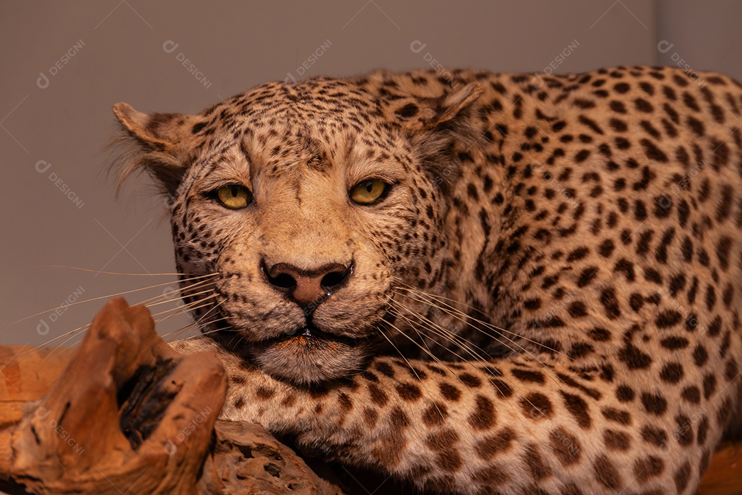 Leopardo no Museu de Zoologia de São Paulo