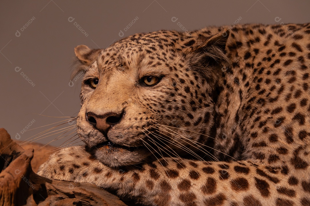 Leopardo no Museu de Zoologia de São Paulo