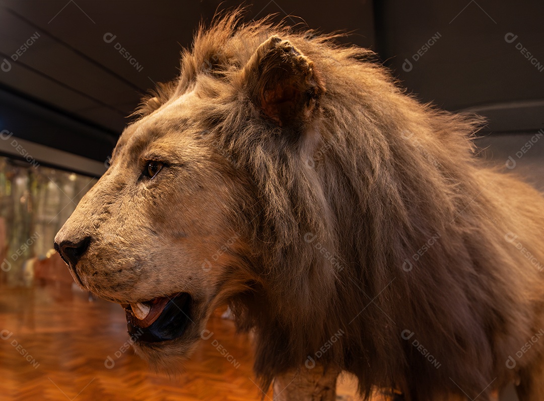 Leão no Museu de Zoologia de São Paulo