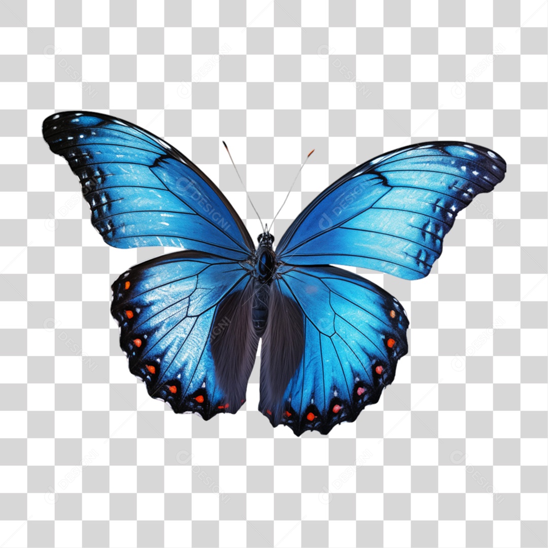 Borboletas Inseto Cores PNG Transparente