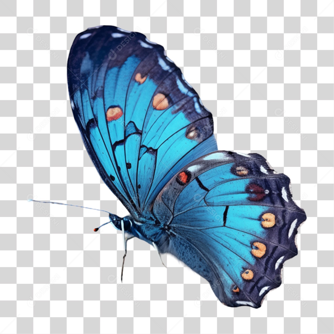 Borboletas Inseto Cores PNG Transparente