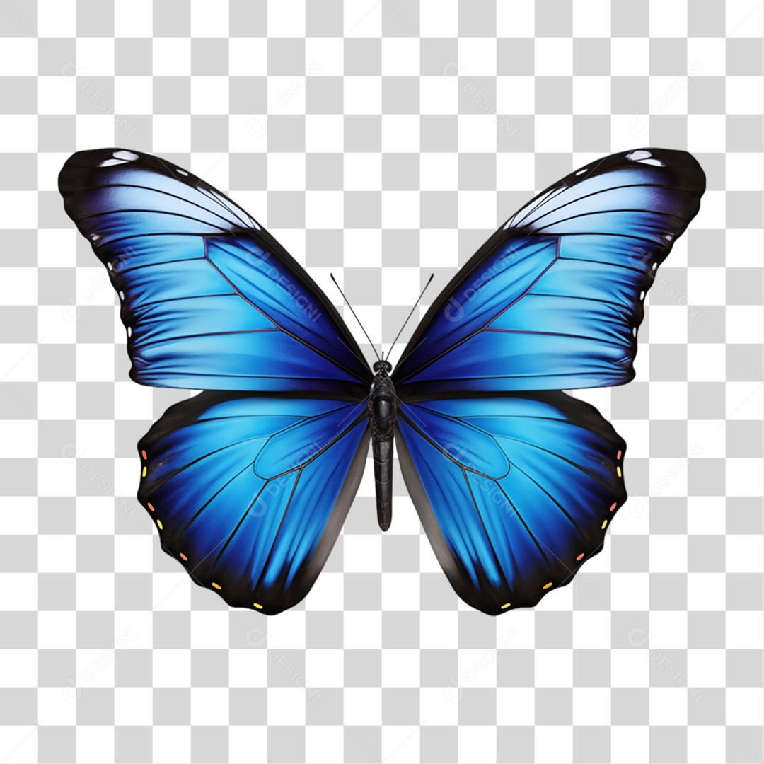 Borboletas Inseto Cores PNG Transparente