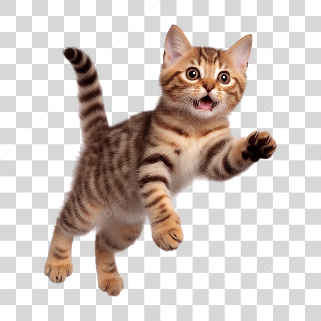 Animal de Estimação Pet Gato PNG Transparente