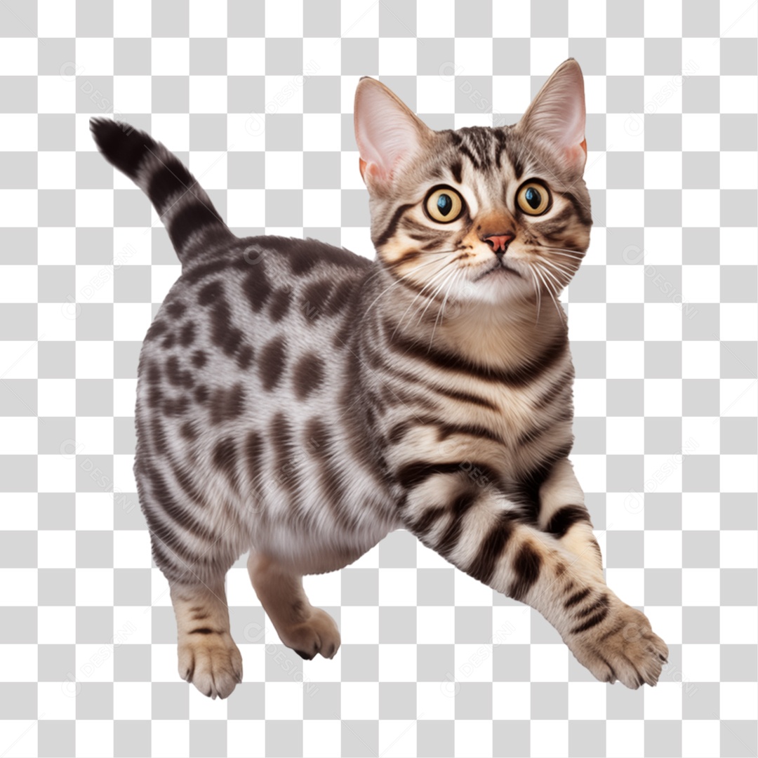 Animal de Estimação Pet Gato PNG Transparente