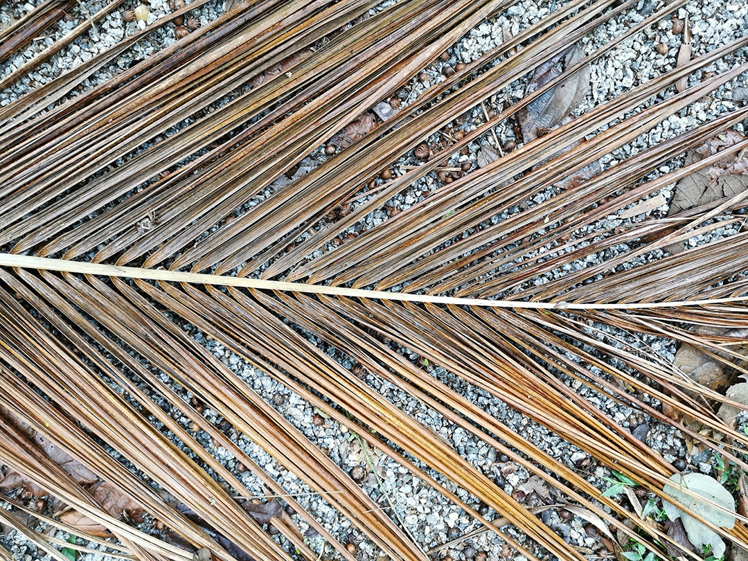 visão próxima da folha de palmeira seca na natureza