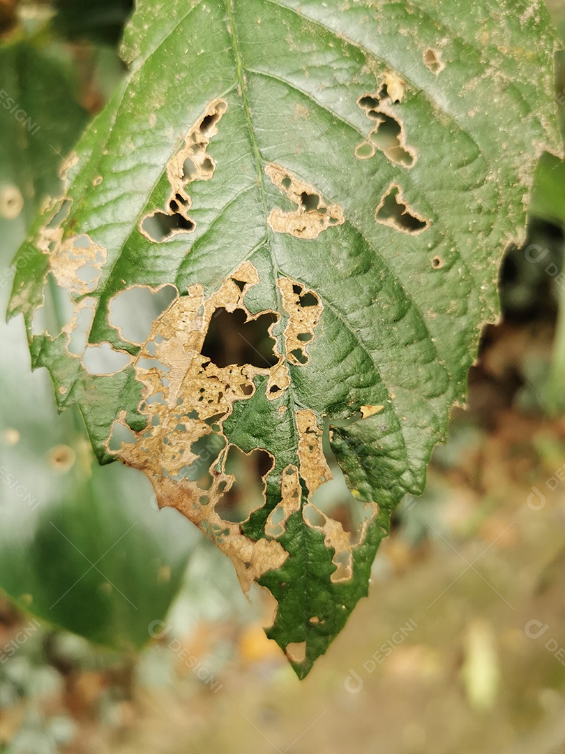 visão próxima da folha verde comida por insetos