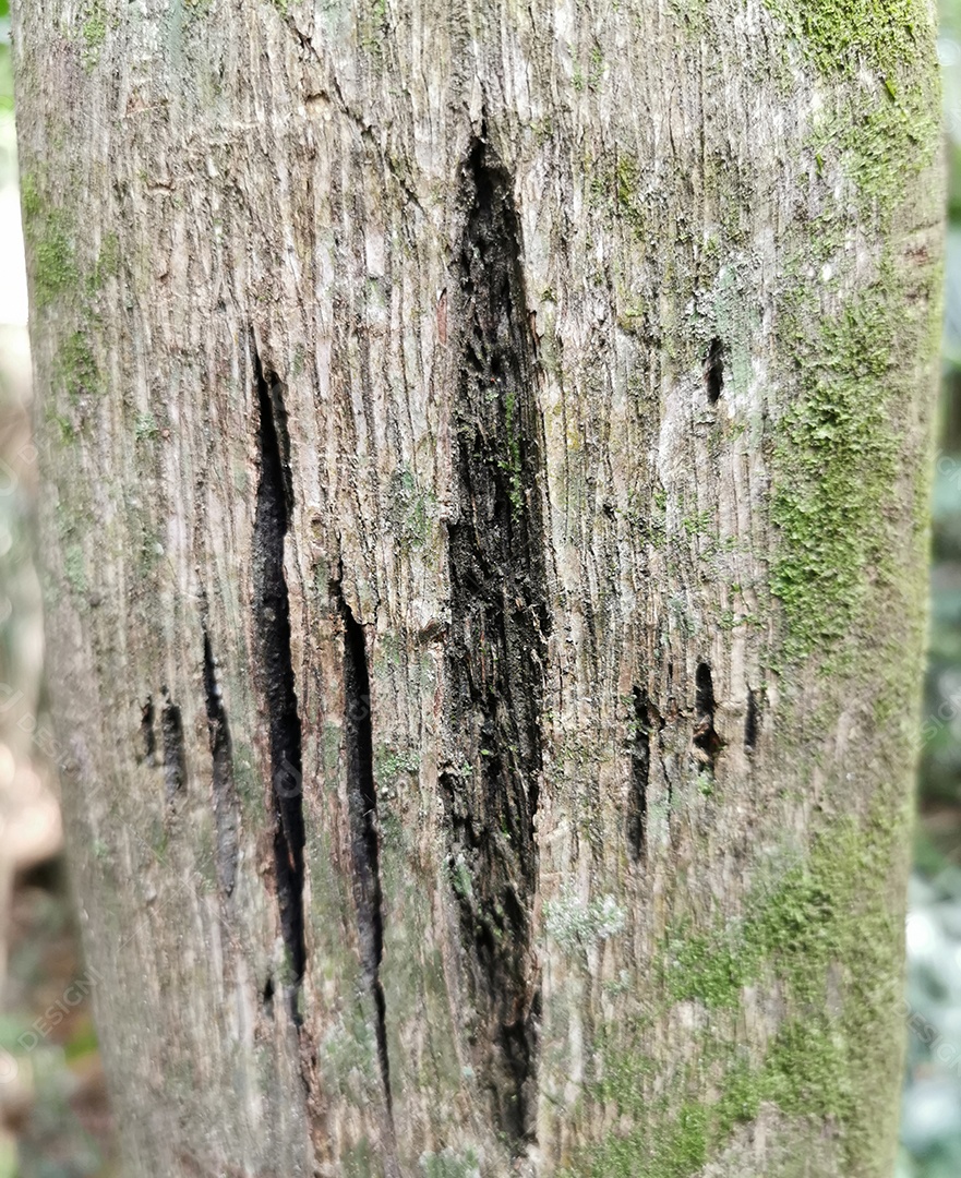 Textura do tronco de árvore com rachaduras