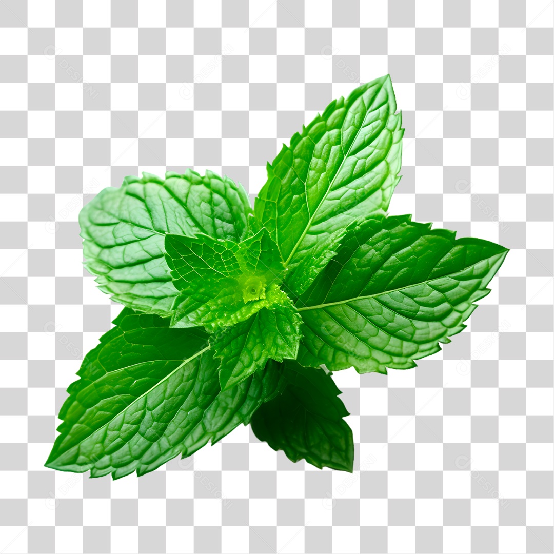Elemento 3D Folha de Hortelã Para PNG Transparente