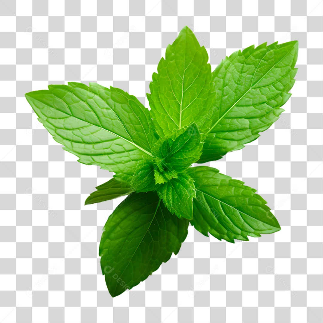 Elemento 3D Folha de Hortelã Para PNG Transparente