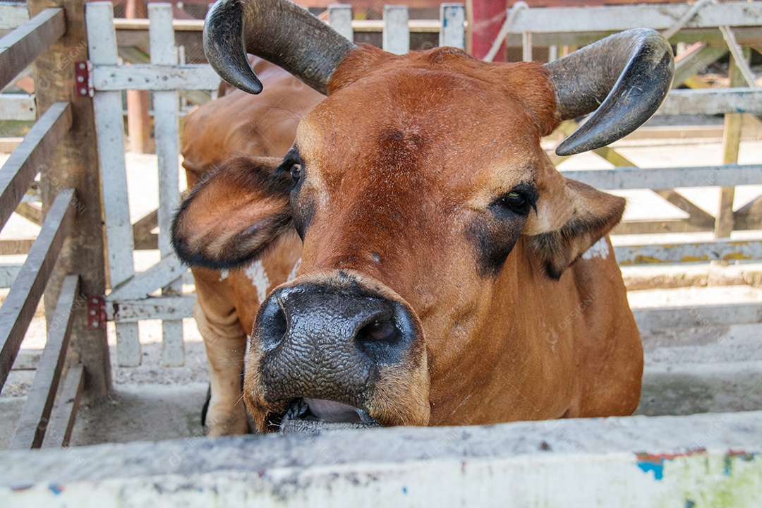Vaca no curral de uma fazenda