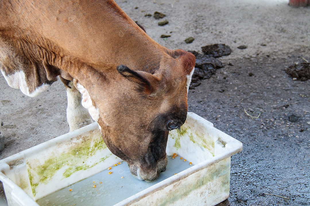 Vaca no curral de uma fazenda