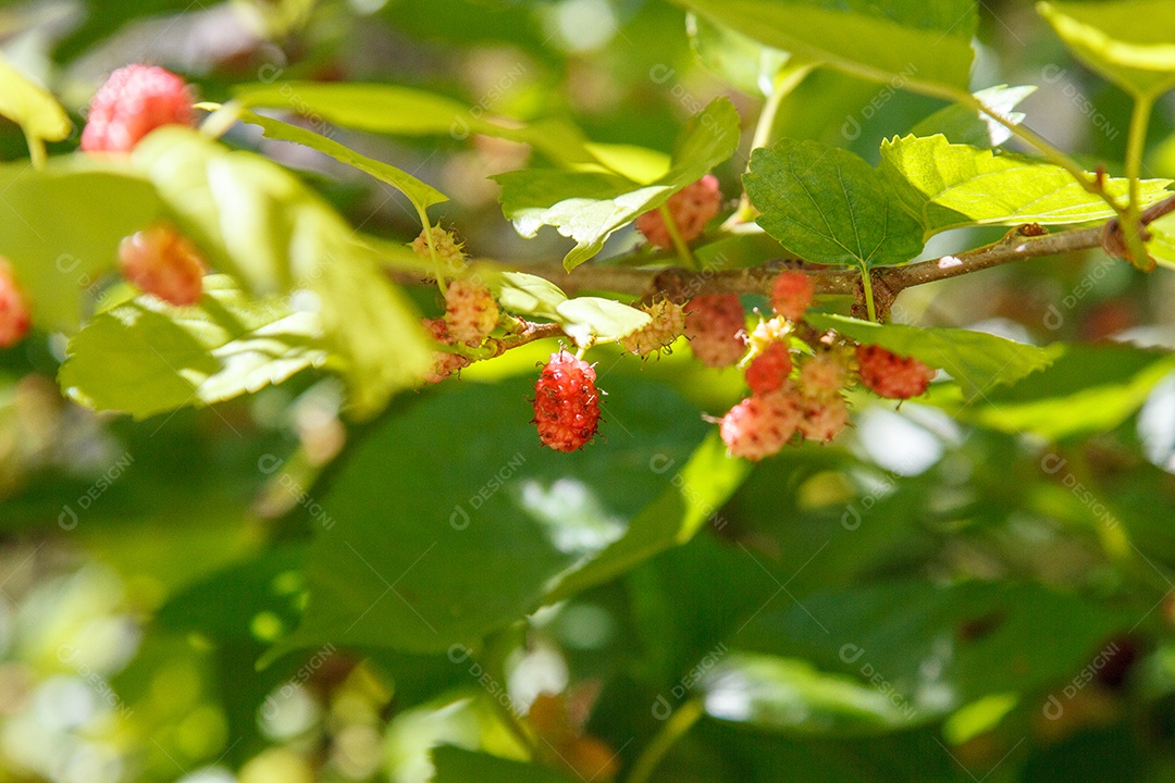 Fruta conhecida como amora ao ar livre