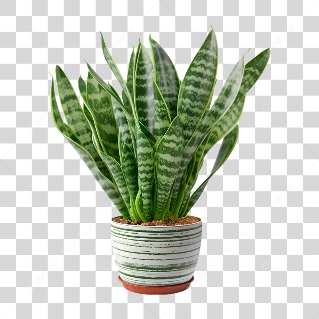 Planta Sansevieria Vaso PNG Transparente