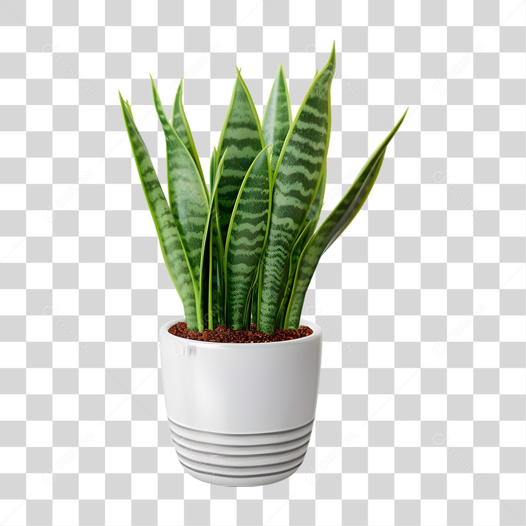 Planta Sansevieria Vaso Branco PNG Transparente