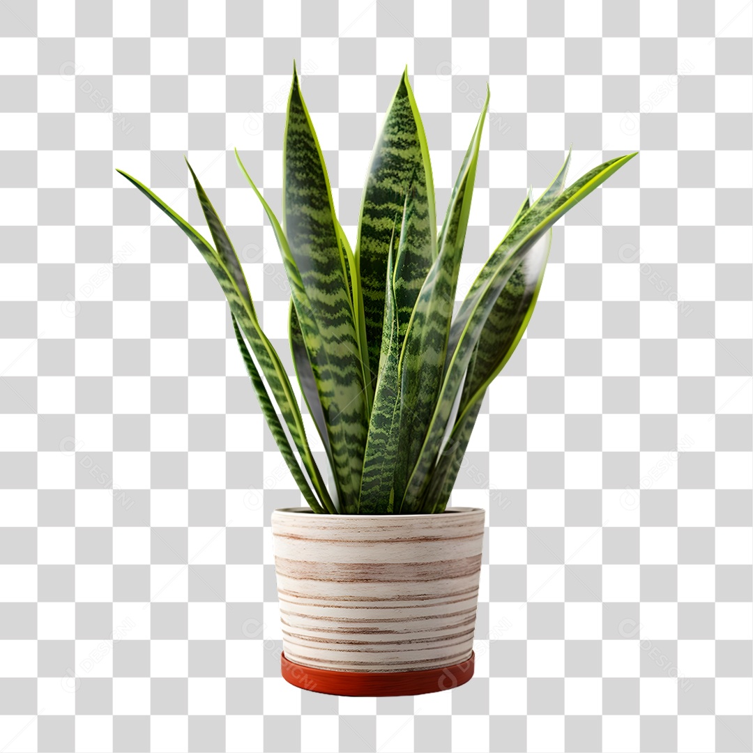 Planta Sansevieria em Vaso Branco PNG Transparente