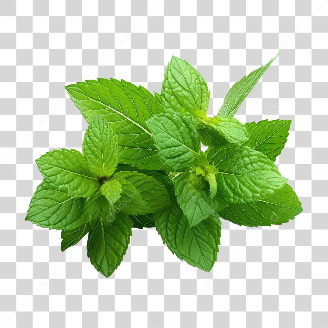 Folhas Plantas PNG Transparente