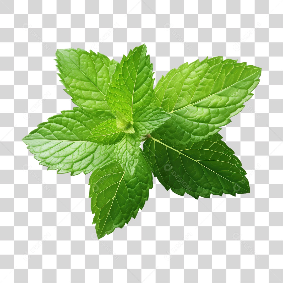 Folhas Plantas PNG Transparente