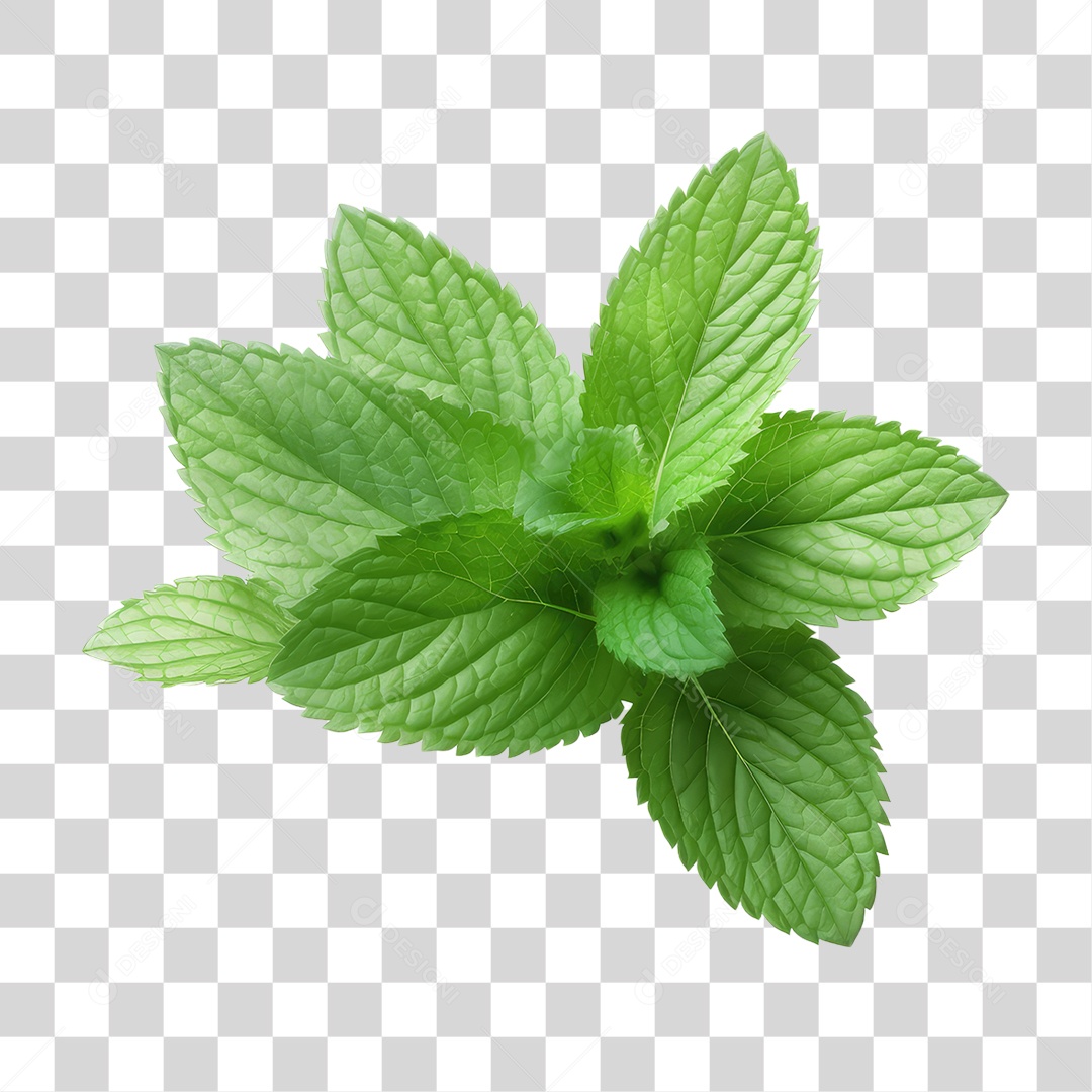 Folhas Plantas PNG Transparente