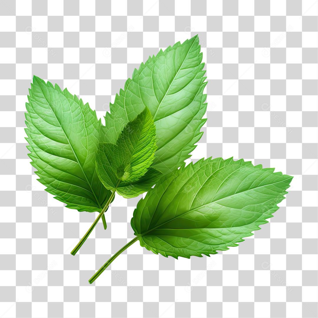 Folhas Plantas PNG Transparente