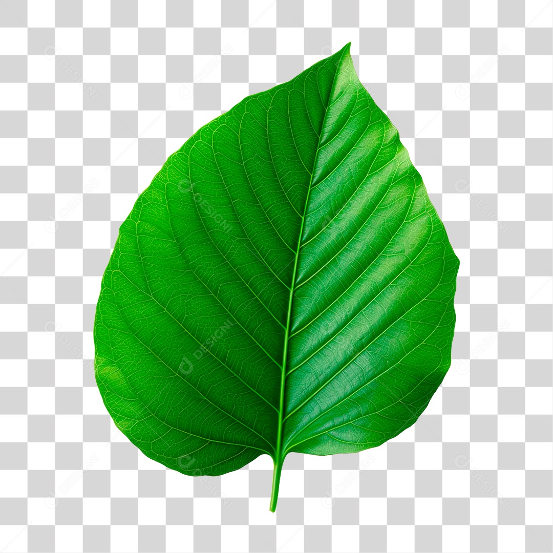 Folha Verde PNG Transparente