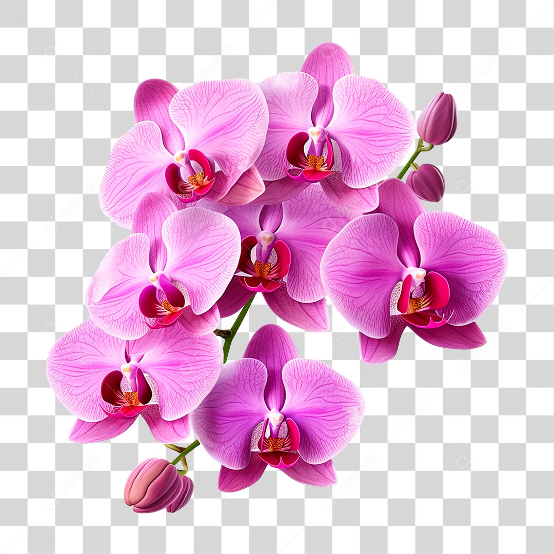 Planta PNG Transparente