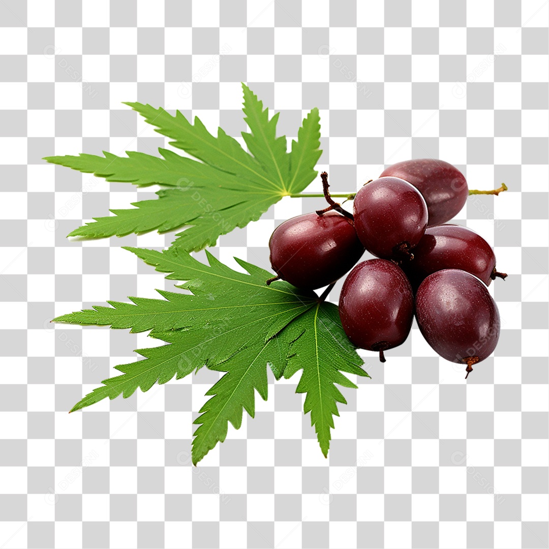 Frutos de Neem PNG Transparente