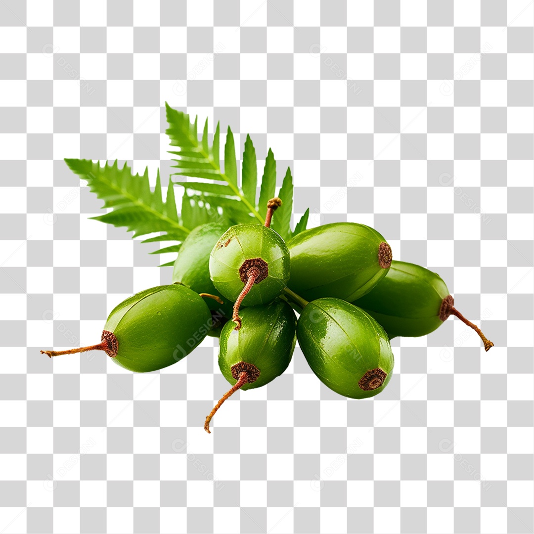 Frutos de Neem PNG Transparente