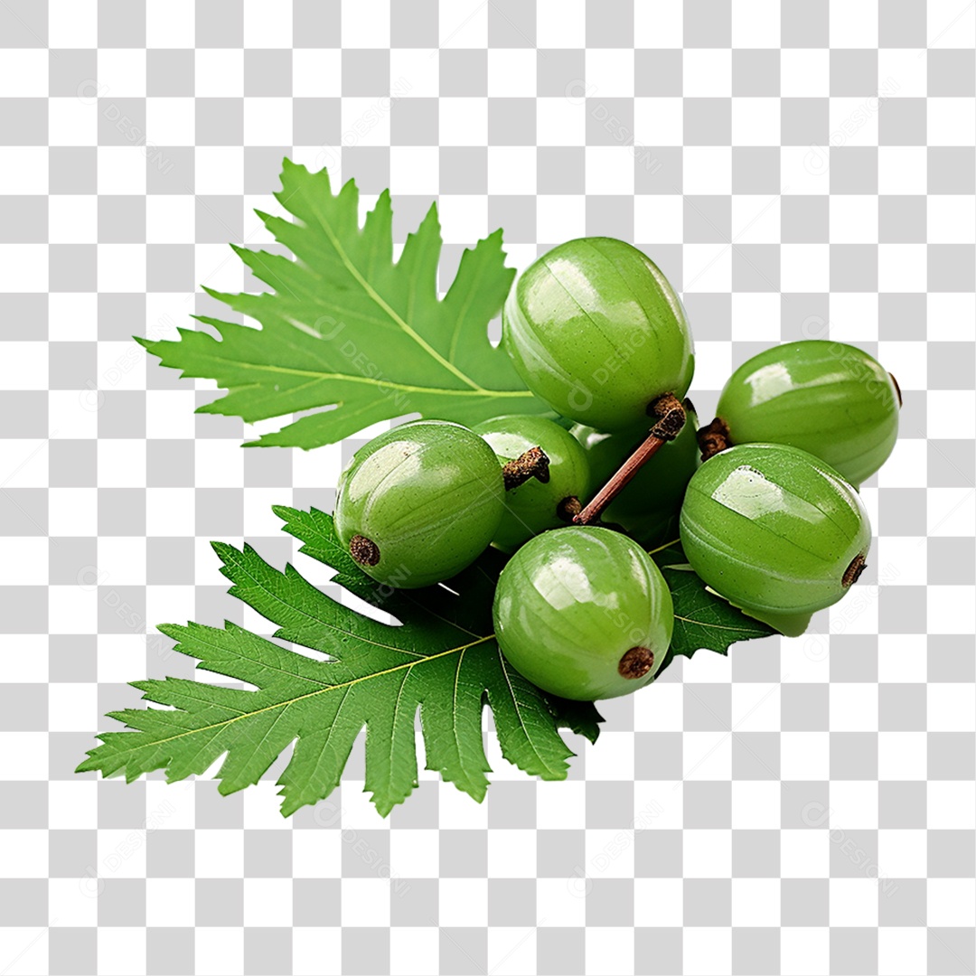 Frutos de Neem PNG Transparente