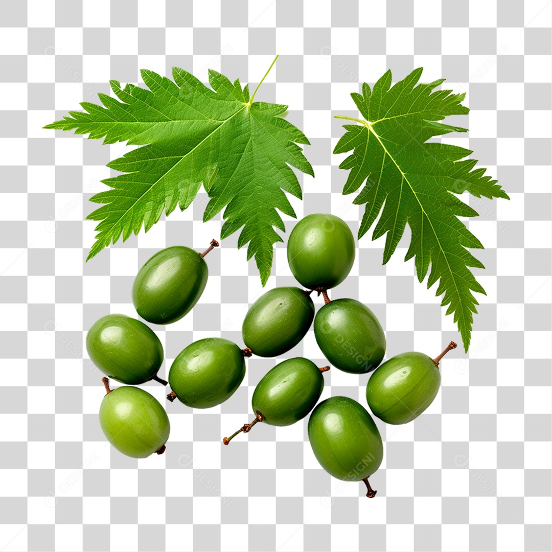 Frutos de Neem PNG Transparente