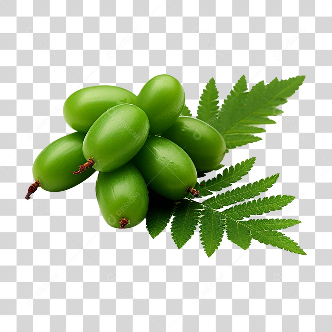 Frutos de Neem PNG Transparente