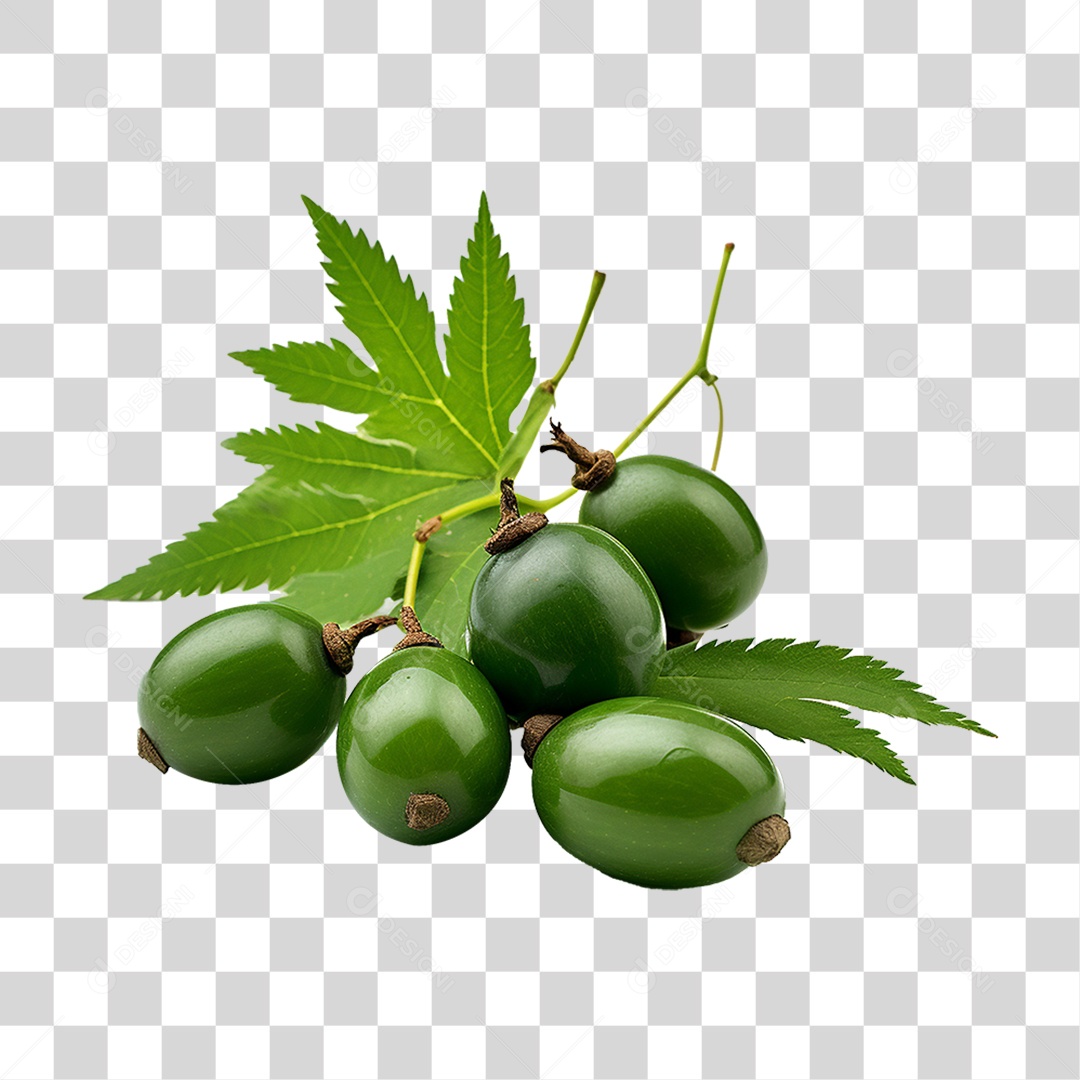 Frutos de Neem PNG Transparente