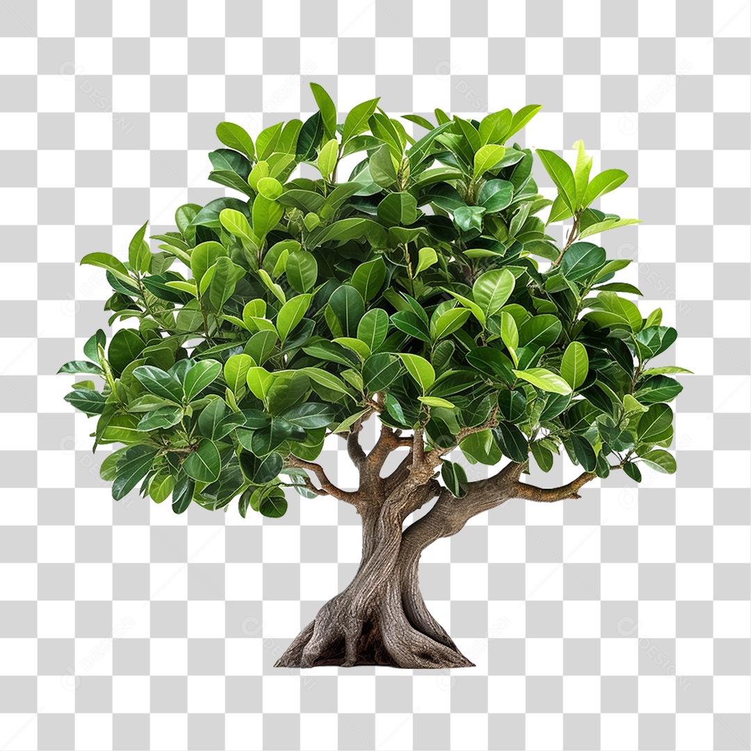 Muda de Árvore com Folhas PNG Transparente