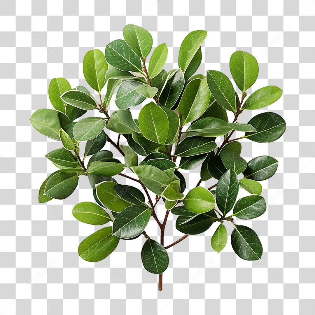 Galho com Folhas Verdes PNG Transparente