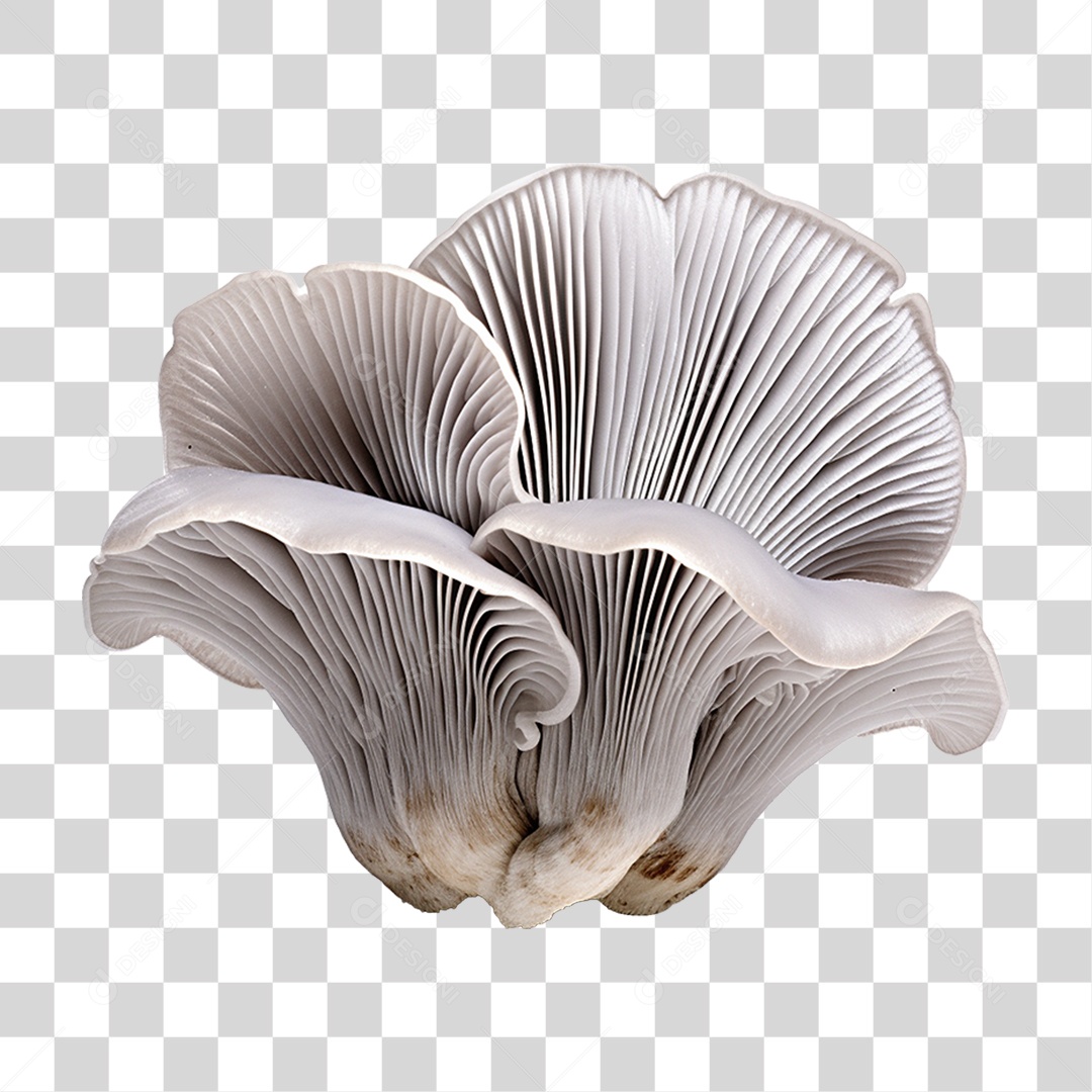 Cogumelo Indiano PNG Transparente