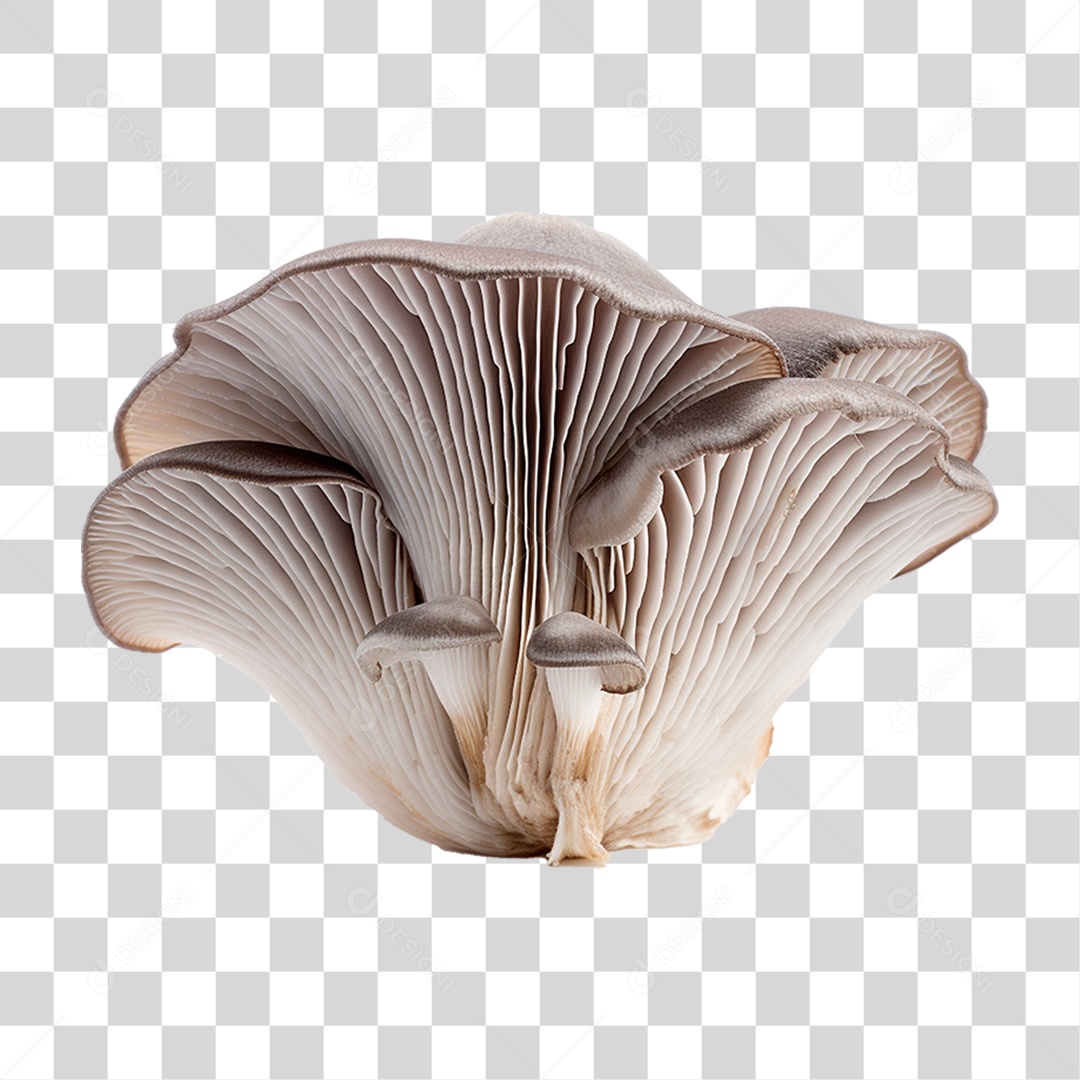 Cogumelo Indiano PNG Transparente