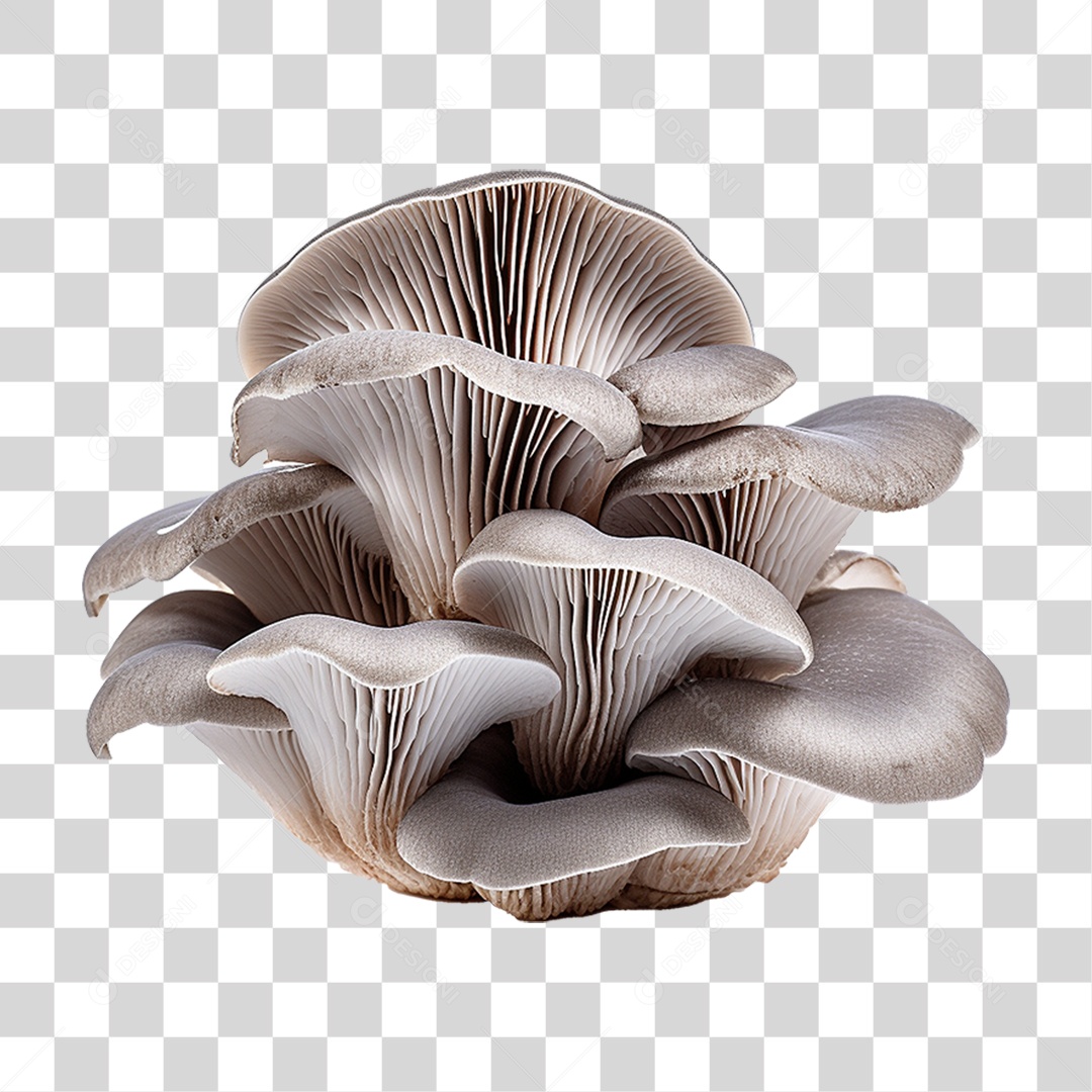 Cogumelo Indiano PNG Transparente