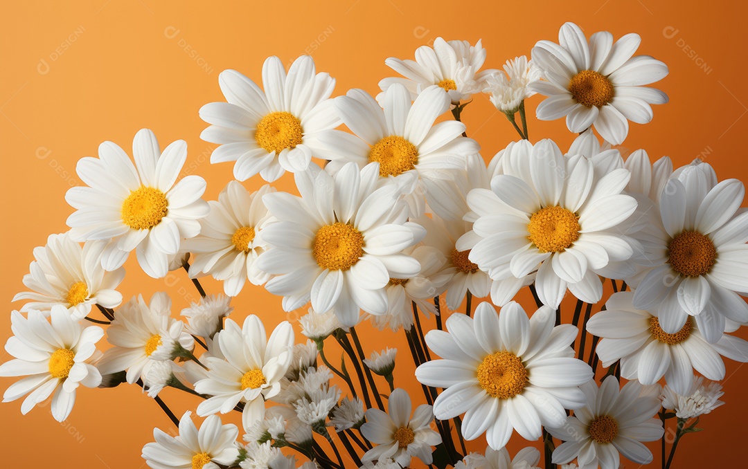 Buquê de lindas margaridas